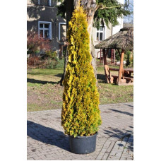 Туя західна Янтар ® | Туя западная Янтарь ® | Thuja occidentalis Jantar ®