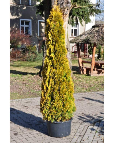 Туя західна Янтар ® | Туя западная Янтарь ® | Thuja occidentalis Jantar ®