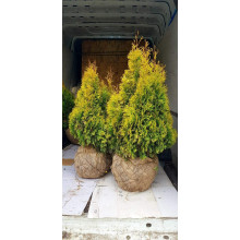 Туя західна Янтар ® | Туя западная Янтарь ® | Thuja occidentalis Jantar ®
