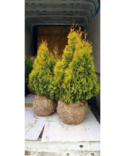 Туя західна Янтар ® | Туя западная Янтарь ® | Thuja occidentalis Jantar ®