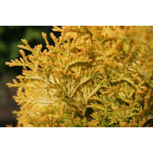 Туя західна Янтар ® | Туя западная Янтарь ® | Thuja occidentalis Jantar ®