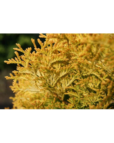 Туя західна Янтар ® | Туя западная Янтарь ® | Thuja occidentalis Jantar ®