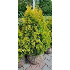 Туя західна Янтар ® | Туя западная Янтарь ® | Thuja occidentalis Jantar ®