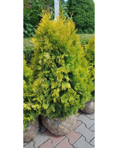 Туя західна Янтар ® | Туя западная Янтарь ® | Thuja occidentalis Jantar ®