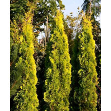 Туя західна Янтар ® | Туя западная Янтарь ® | Thuja occidentalis Jantar ®