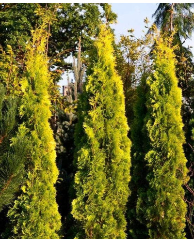 Туя західна Янтар ® | Туя западная Янтарь ® | Thuja occidentalis Jantar ®