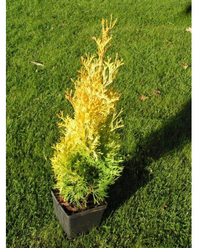 Туя західна Янтар ® | Туя западная Янтарь ® | Thuja occidentalis Jantar ®