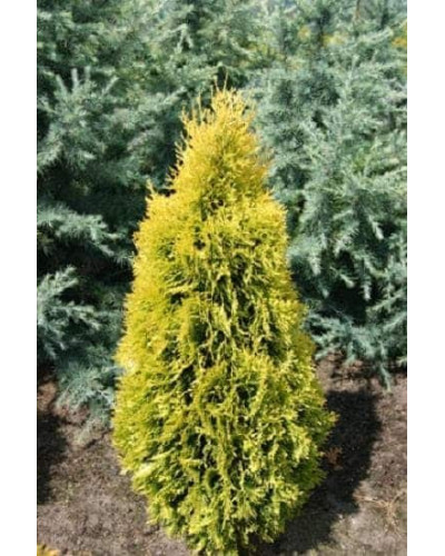 Туя західна Янтар ® | Туя западная Янтарь ® | Thuja occidentalis Jantar ®