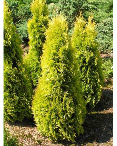 Туя західна Янтар ® | Туя западная Янтарь ® | Thuja occidentalis Jantar ®
