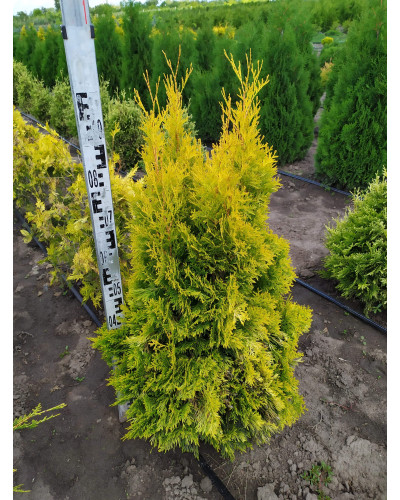 Туя західна Янтар ® | Туя западная Янтарь ® | Thuja occidentalis Jantar ®