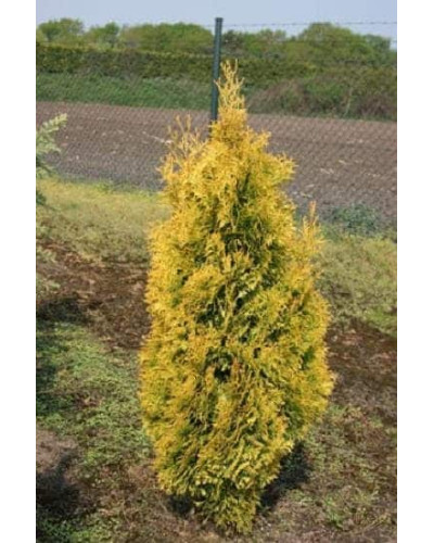 Туя західна Янтар ® | Туя западная Янтарь ® | Thuja occidentalis Jantar ®
