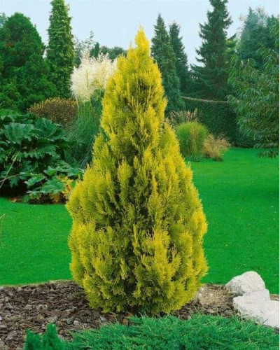 Туя західна Янтар ® | Туя западная Янтарь ® | Thuja occidentalis Jantar ®