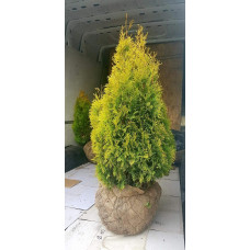 Туя західна Янтар ® | Туя западная Янтарь ® | Thuja occidentalis Jantar ®