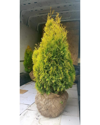 Туя західна Янтар ® | Туя западная Янтарь ® | Thuja occidentalis Jantar ®