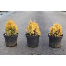 Туя західна Янтар ® | Туя западная Янтарь ® | Thuja occidentalis Jantar ®