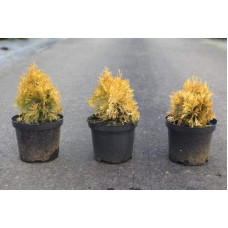 Туя західна Янтар ® | Туя западная Янтарь ® | Thuja occidentalis Jantar ®