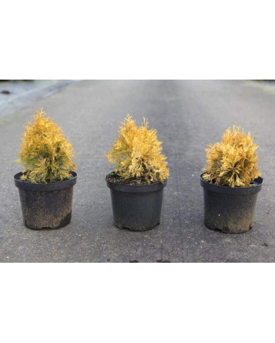 Туя західна Янтар ® | Туя западная Янтарь ® | Thuja occidentalis Jantar ®