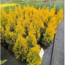Туя західна Янтар ® | Туя западная Янтарь ® | Thuja occidentalis Jantar ®