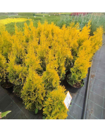 Туя західна Янтар ® | Туя западная Янтарь ® | Thuja occidentalis Jantar ®