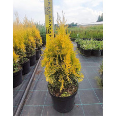 Туя західна Янтар ® | Туя западная Янтарь ® | Thuja occidentalis Jantar ®