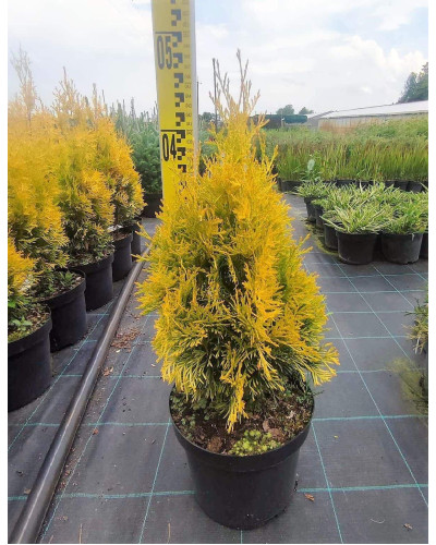 Туя західна Янтар ® | Туя западная Янтарь ® | Thuja occidentalis Jantar ®
