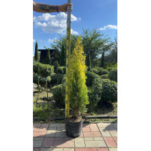 Туя західна Янтар ® | Туя западная Янтарь ® | Thuja occidentalis Jantar ®