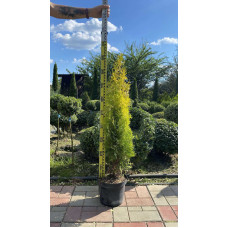 Туя західна Янтар ® | Туя западная Янтарь ® | Thuja occidentalis Jantar ®