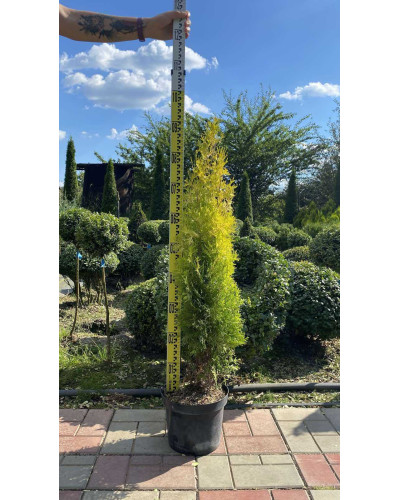 Туя західна Янтар ® | Туя западная Янтарь ® | Thuja occidentalis Jantar ®