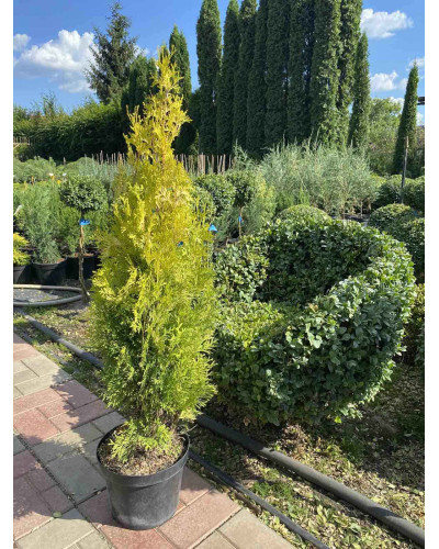 Туя західна Янтар ® | Туя западная Янтарь ® | Thuja occidentalis Jantar ®