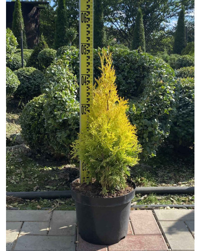 Туя західна Янтар ® | Туя западная Янтарь ® | Thuja occidentalis Jantar ®