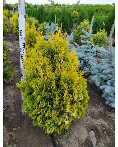 Туя західна Янтар ® | Туя западная Янтарь ® | Thuja occidentalis Jantar ®