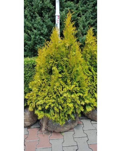 Туя західна Янтар ® | Туя западная Янтарь ® | Thuja occidentalis Jantar ®