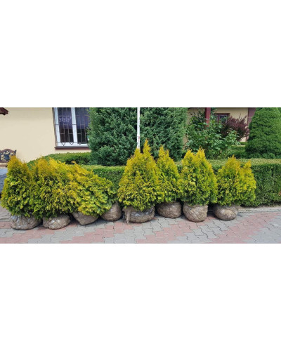 Туя західна Янтар ® | Туя западная Янтарь ® | Thuja occidentalis Jantar ®