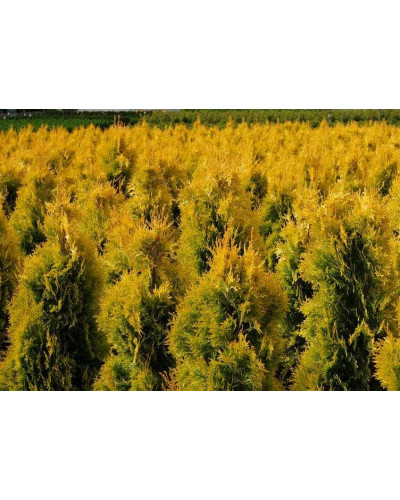 Туя західна Янтар ® | Туя западная Янтарь ® | Thuja occidentalis Jantar ®