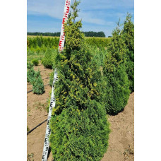Туя західна Холмструп | Туя западная Холмструп | Thuja occidentalis Holmstrup