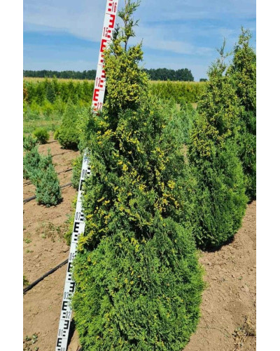 Туя західна Холмструп | Туя западная Холмструп | Thuja occidentalis Holmstrup