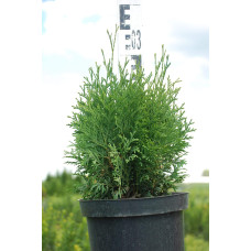 Туя західна Холмструп | Туя западная Холмструп | Thuja occidentalis Holmstrup