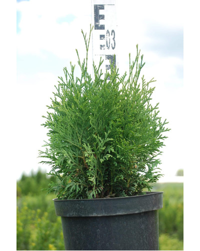 Туя західна Холмструп | Туя западная Холмструп | Thuja occidentalis Holmstrup