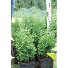 Туя західна Холмструп | Туя западная Холмструп | Thuja occidentalis Holmstrup