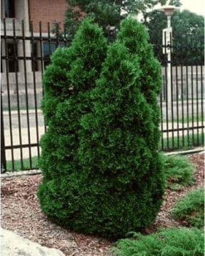 Туя західна Холмструп | Туя западная Холмструп | Thuja occidentalis Holmstrup