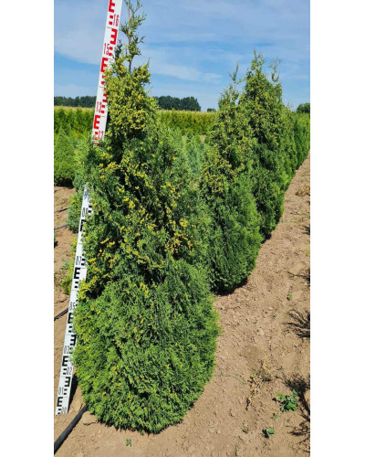 Туя західна Холмструп | Туя западная Холмструп | Thuja occidentalis Holmstrup