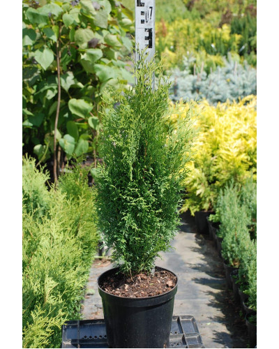 Туя західна Холмструп | Туя западная Холмструп | Thuja occidentalis Holmstrup
