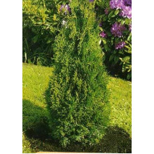 Туя західна Холмструп | Туя западная Холмструп | Thuja occidentalis Holmstrup