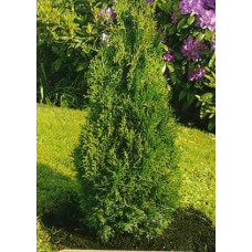 Туя західна Холмструп | Туя западная Холмструп | Thuja occidentalis Holmstrup