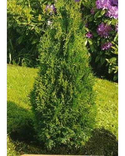 Туя західна Холмструп | Туя западная Холмструп | Thuja occidentalis Holmstrup