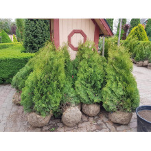 Туя західна Холмструп | Туя западная Холмструп | Thuja occidentalis Holmstrup