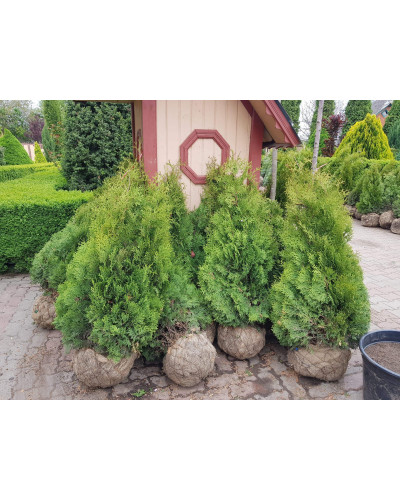 Туя західна Холмструп | Туя западная Холмструп | Thuja occidentalis Holmstrup