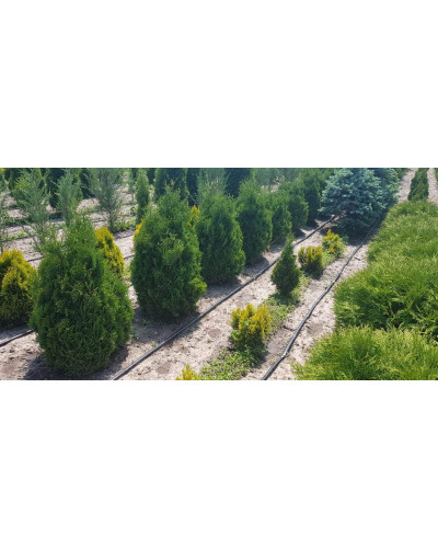 Туя західна Холмструп | Туя западная Холмструп | Thuja occidentalis Holmstrup