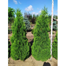 Туя західна Холмструп | Туя западная Холмструп | Thuja occidentalis Holmstrup