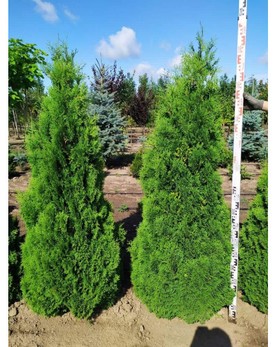 Туя західна Холмструп | Туя западная Холмструп | Thuja occidentalis Holmstrup